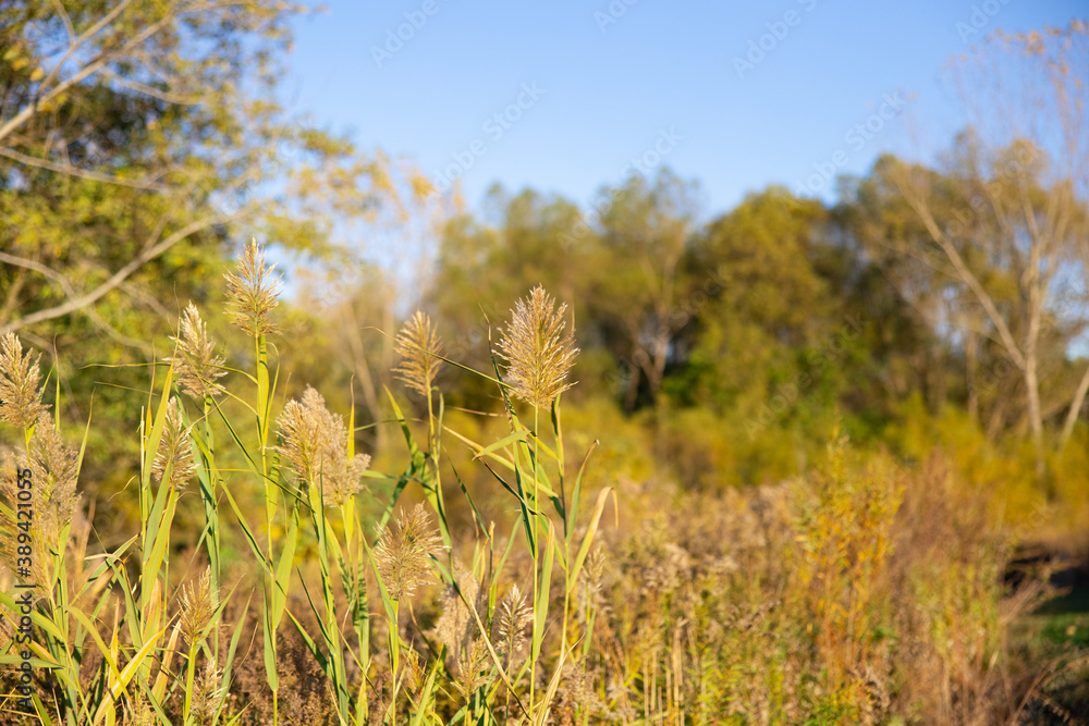 Obraz premium Golden sunset in a field of grass and flowers during autumn / fall season in a natural preserve forest near Cleveland, Ohio, USA. 