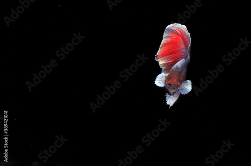 Beautiful Half Moon Betta fish, at Black background
 photo