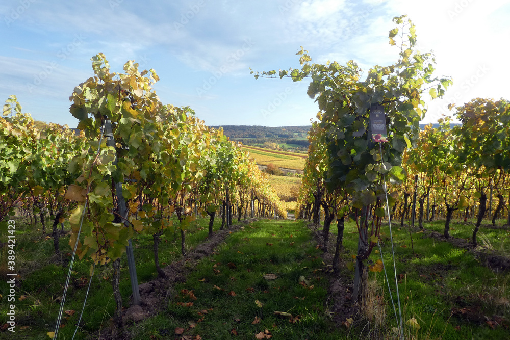 Weinberglage Oberschwarzacher Herrnberg im Herbst Weinberglage Oberschwarzacher Herrnberg im Herbst