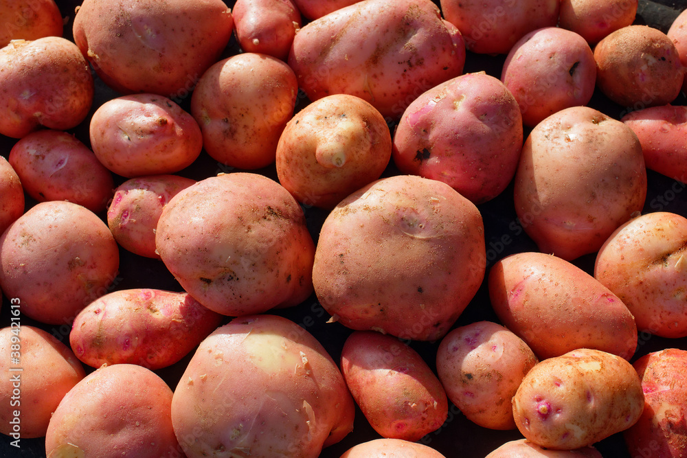 A scattering of clean and large red potatoes. A farmer's natural vegetable. Top view A scattering of clean and large red potatoes. A farmer's natural vegetable. Top view
