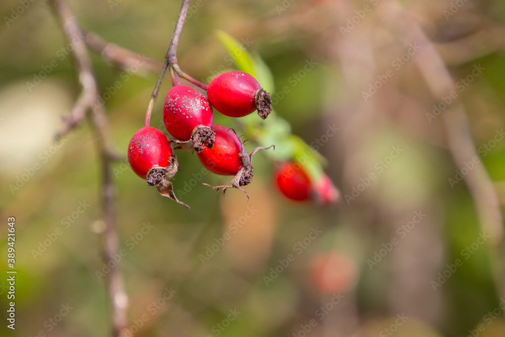 Close up of red fruits of rosehip