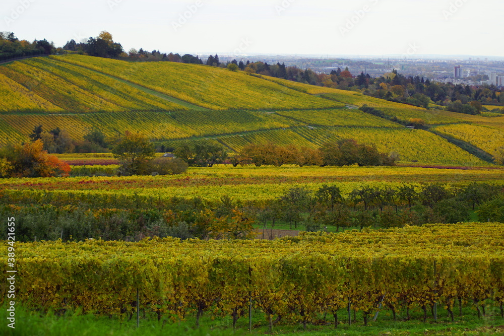 Wunderschöne Weinstöcke und Felder in Wiesbaden mit Blick auf den Rheingau