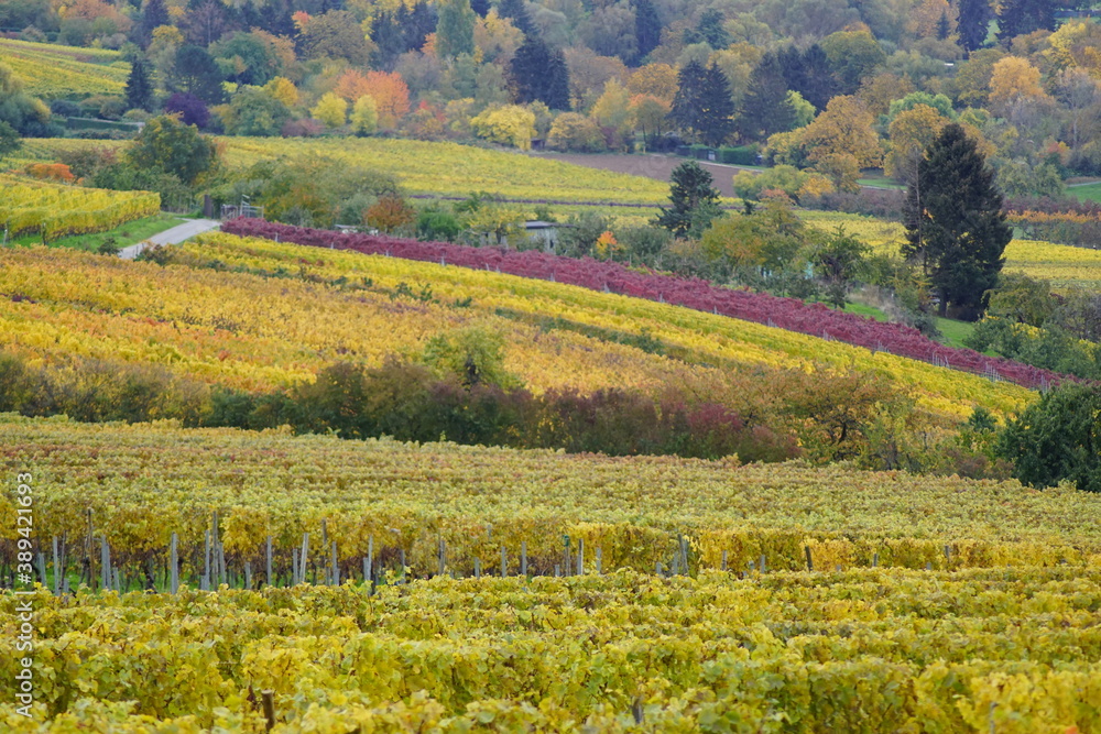 Beautiful colors in autumn  at a vineyard in Wiesbaden the capitol of Hessen in Germany and a view on the Rheingau