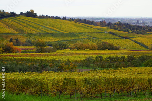 Wunderschöne Weinstöcke und Felder in Wiesbaden mit Blick auf den Rheingau