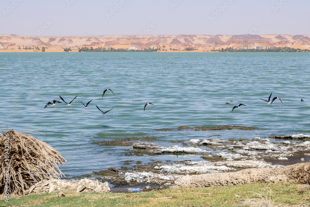 Black winged stilts (Himantopus himantopus) in water at Lake Ounianga, Chad