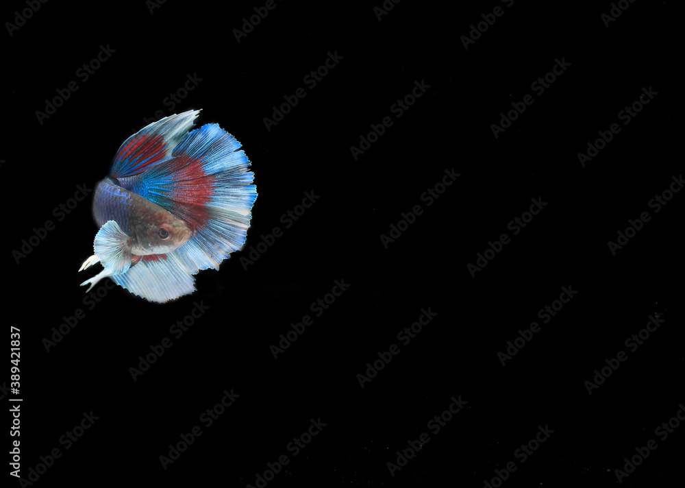 Obraz premium Beautiful Half Moon Betta fish, at Black background 