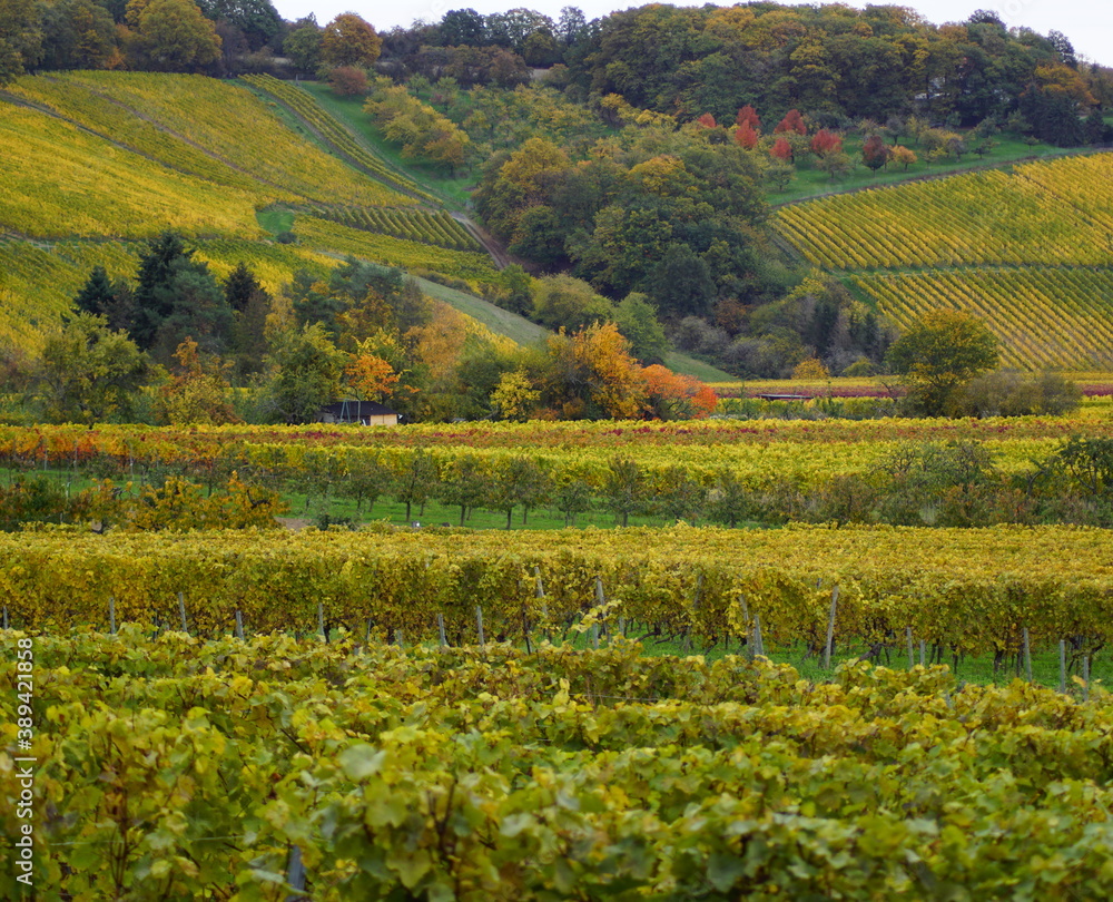 Weinreben im Herbst in der Umgebung von Wiesbaden mit Blick in den Rheingau in Hessen Deutschland