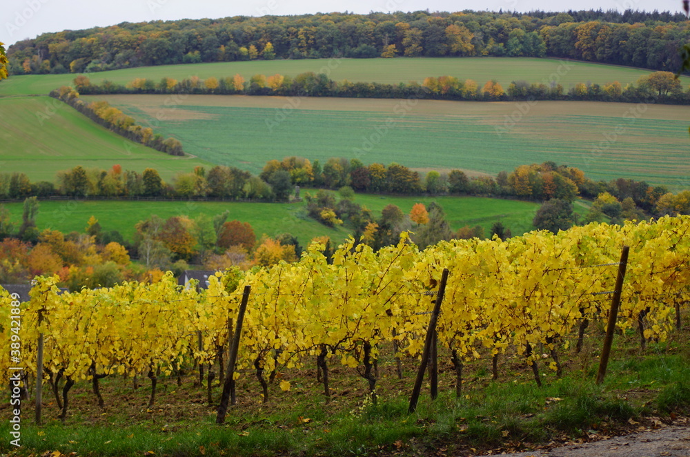 Beautiful vineyard in Wiesbaden with a view on the Rheingau in Germany Hessen