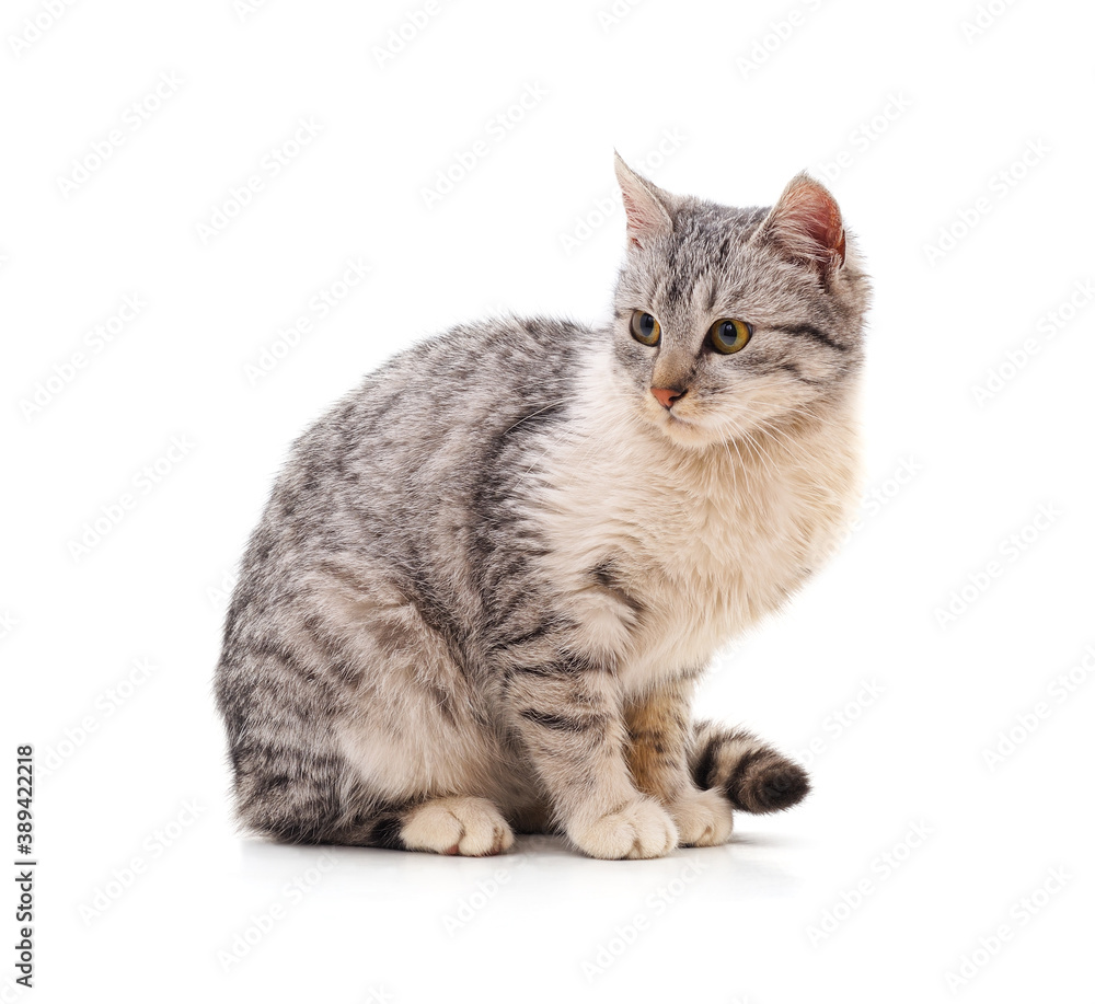 Fototapeta premium Beautiful gray cat.