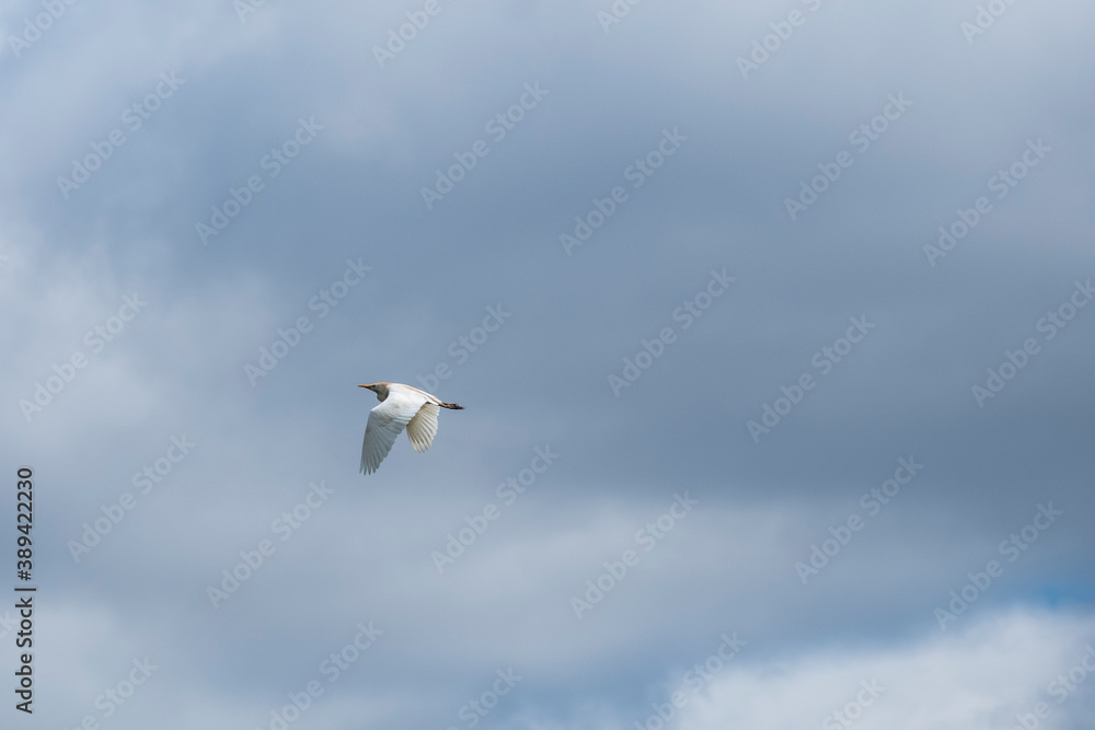 Fototapeta premium egret