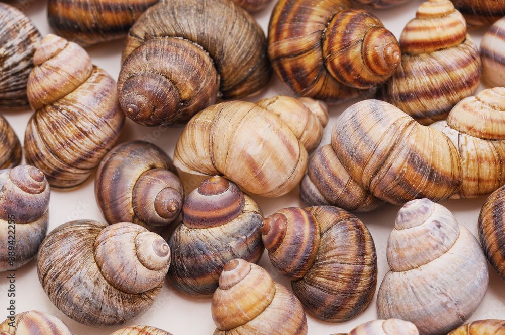 Collection of river shell.