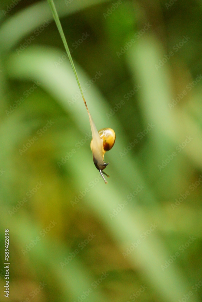 Macro photography of slimy acrobatic snail Macro photography of slimy acrobatic snail