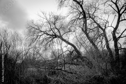 Schwarz Weiß Baum 