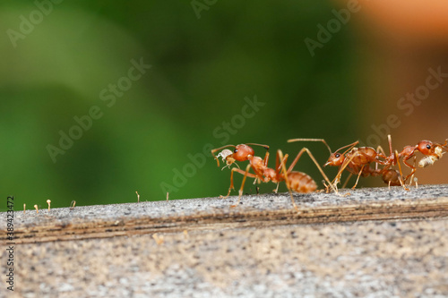 Close up red ant on tree in nature background at thailand © pumppump