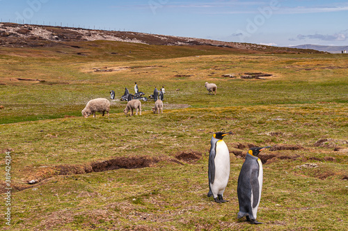 Volunteer Beach, Falkland Islands, UK - December 15, 2008: Wide landscape of dry grass and brown spots with sheep and groups of walking penguins under blue cloudscape.
