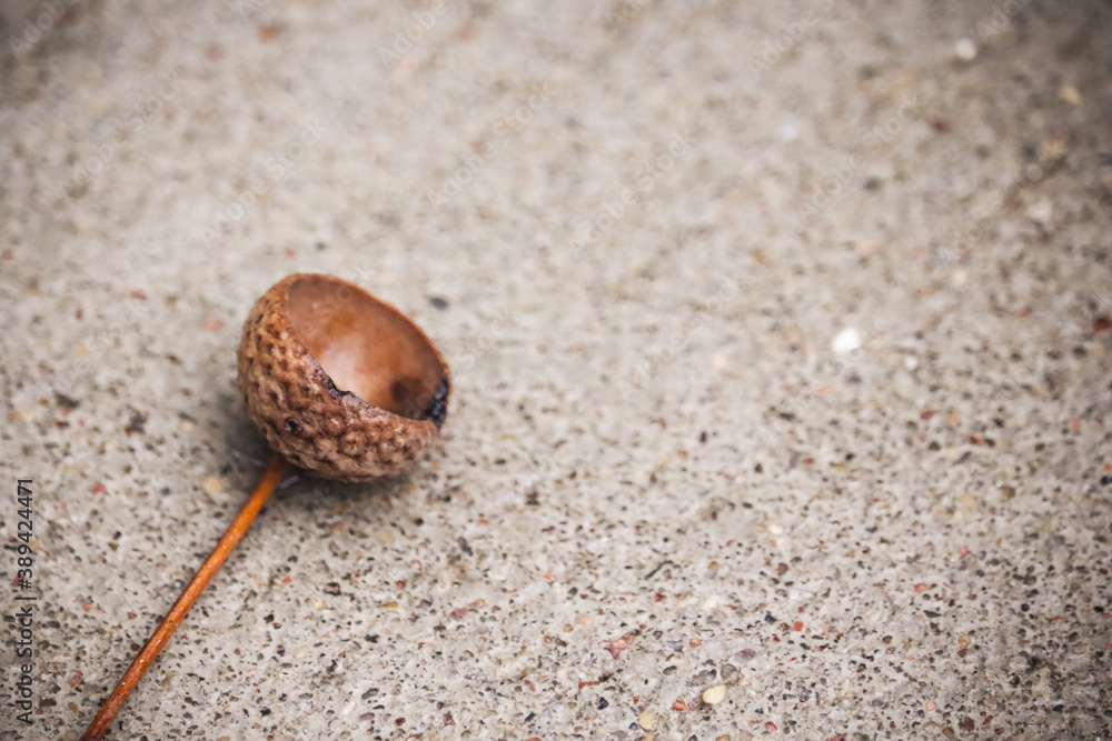 Acorn cap lying on paved ground in sepia light