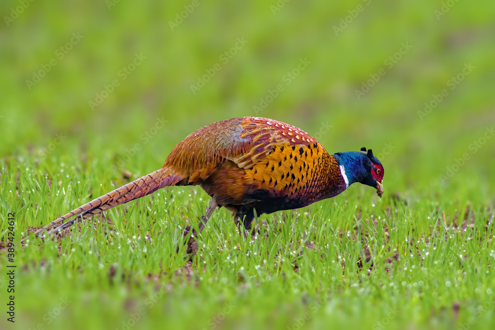 custom made wallpaper toronto digitala adult pheasant on green meadow