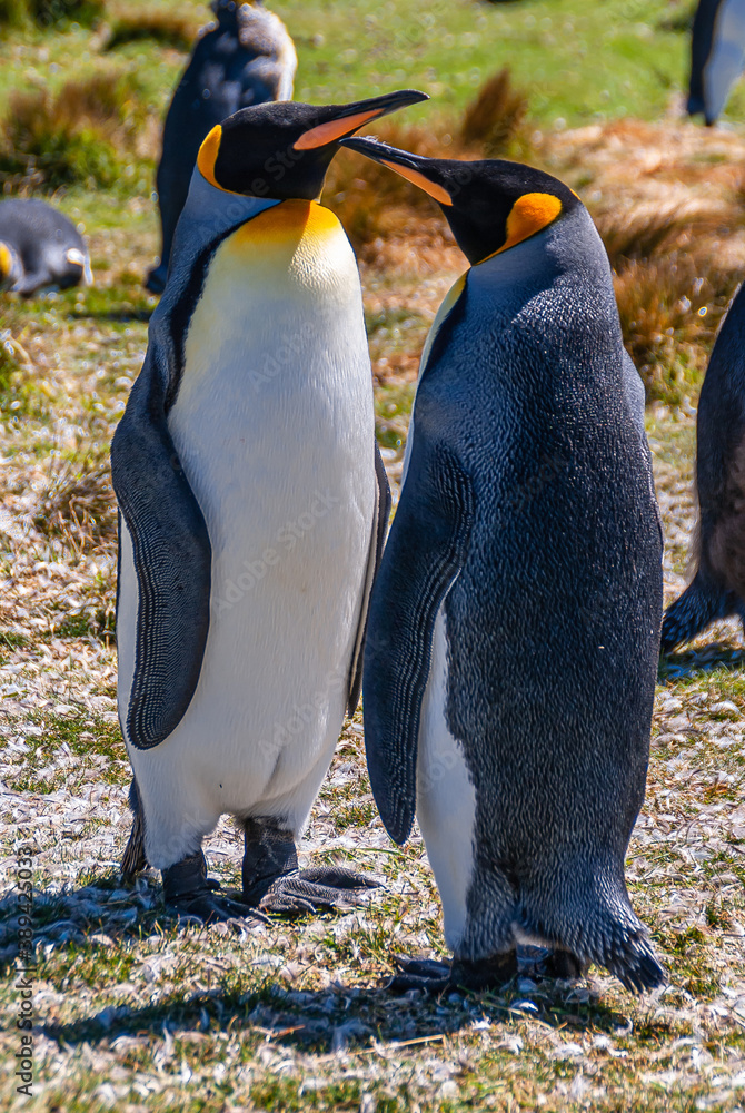 Fototapeta premium Volunteer Beach, Falkland Islands, UK - December 15, 2008: Full frame closeup of couple King Penguin talking to each other as female and male, standing on grassland covered by white feathers.