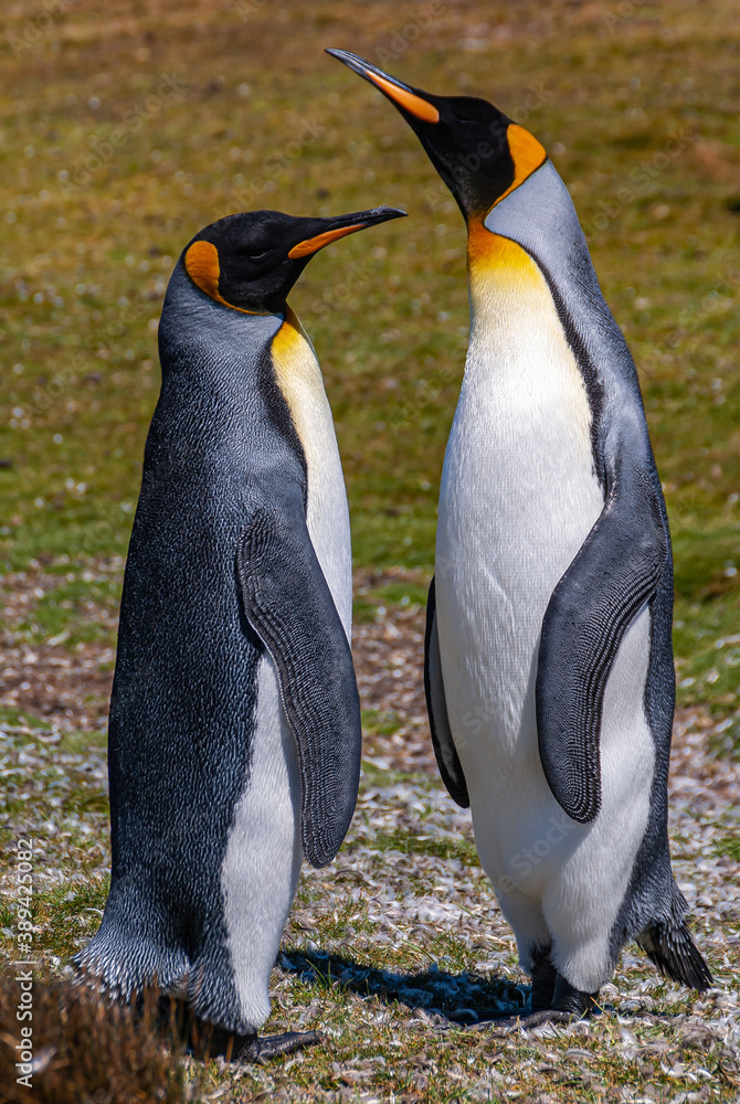 Fototapeta premium Volunteer Beach, Falkland Islands, UK - December 15, 2008: Full frame closeup of couple King Penguin talking and gesturing to each other as female and male, standing on grassland.