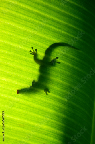 Seychelles small day gecko