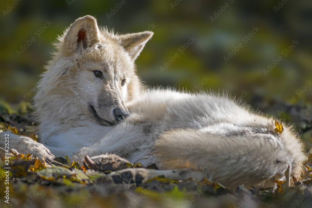 Fototapeta premium a white wolf relaxes in the colorful autumn forest