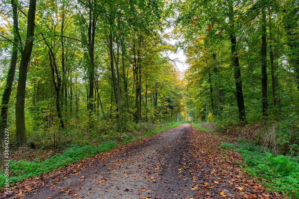 Obraz premium Park with colorful trees