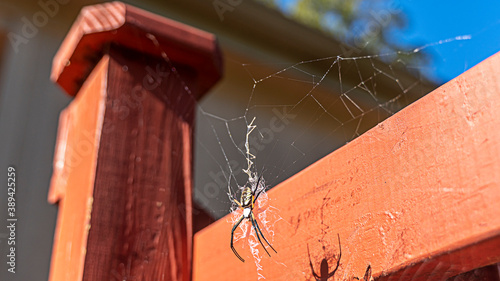 Quadro em tela Corn spider builds his web on a sunny morning
