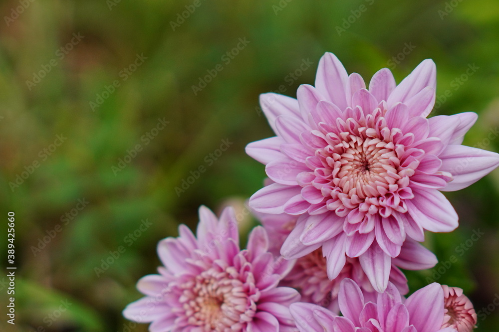 Chrysanthemum flower bud in a garden Chrysanthemum flower bud in a garden