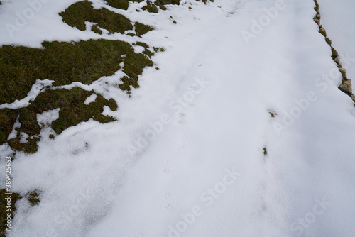 wolf tracks in the snow