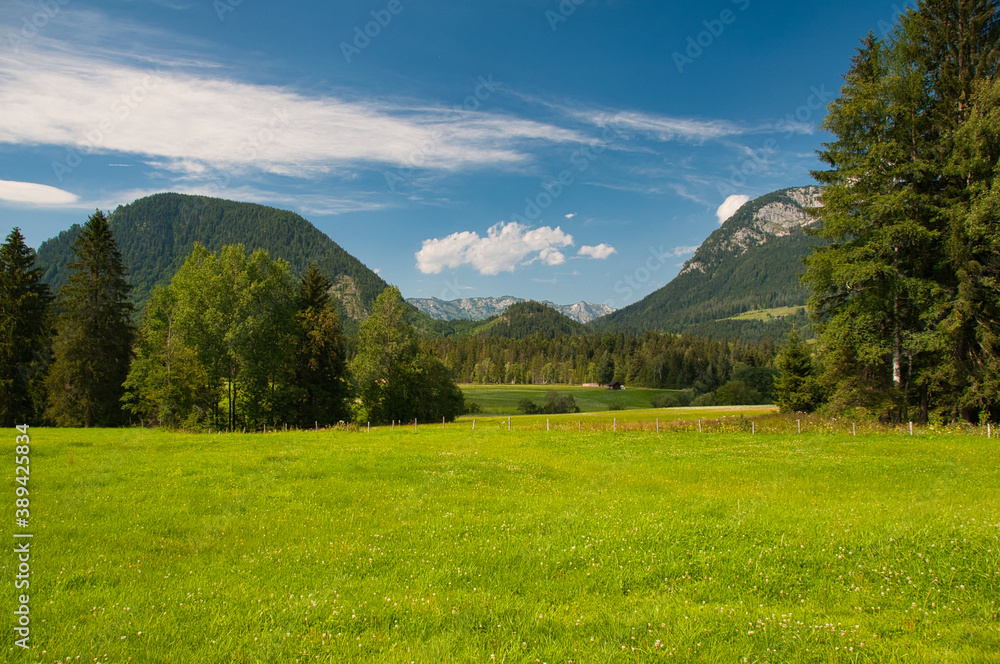 Moor wiese in sommer grün nahe dem ödensee bad mitterndorf salzkammergut steiermark Moor wiese in sommer grün nahe dem ödensee bad mitterndorf salzkammergut steiermark