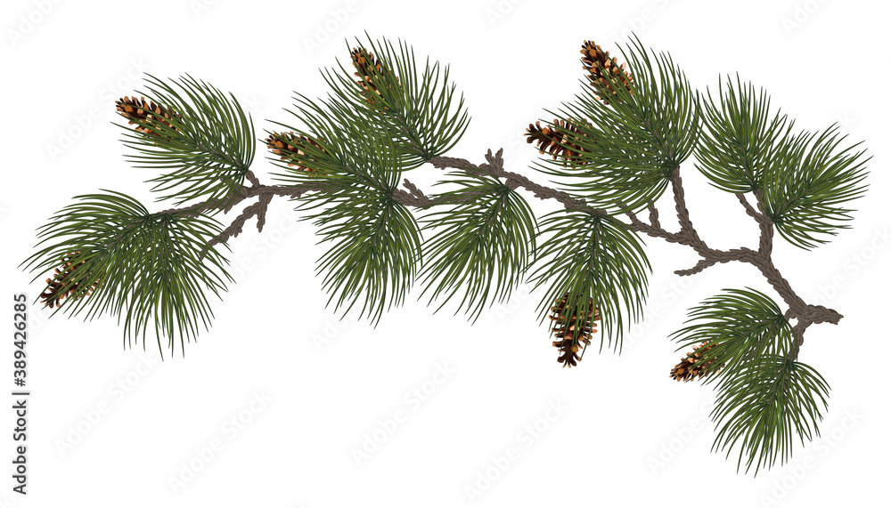 Obraz premium Christmas garland with pine tree branches.isolated on white for New Year greeting cards, banners, invitations, calendars