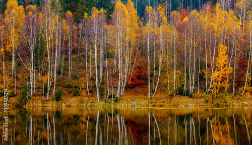 birch forest by the lake in autumn, Poland