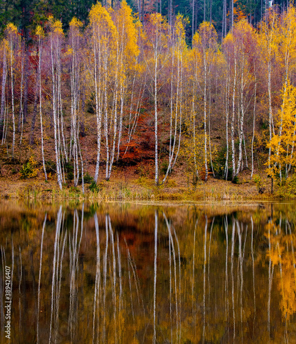 birch forest by the lake in autumn  Poland