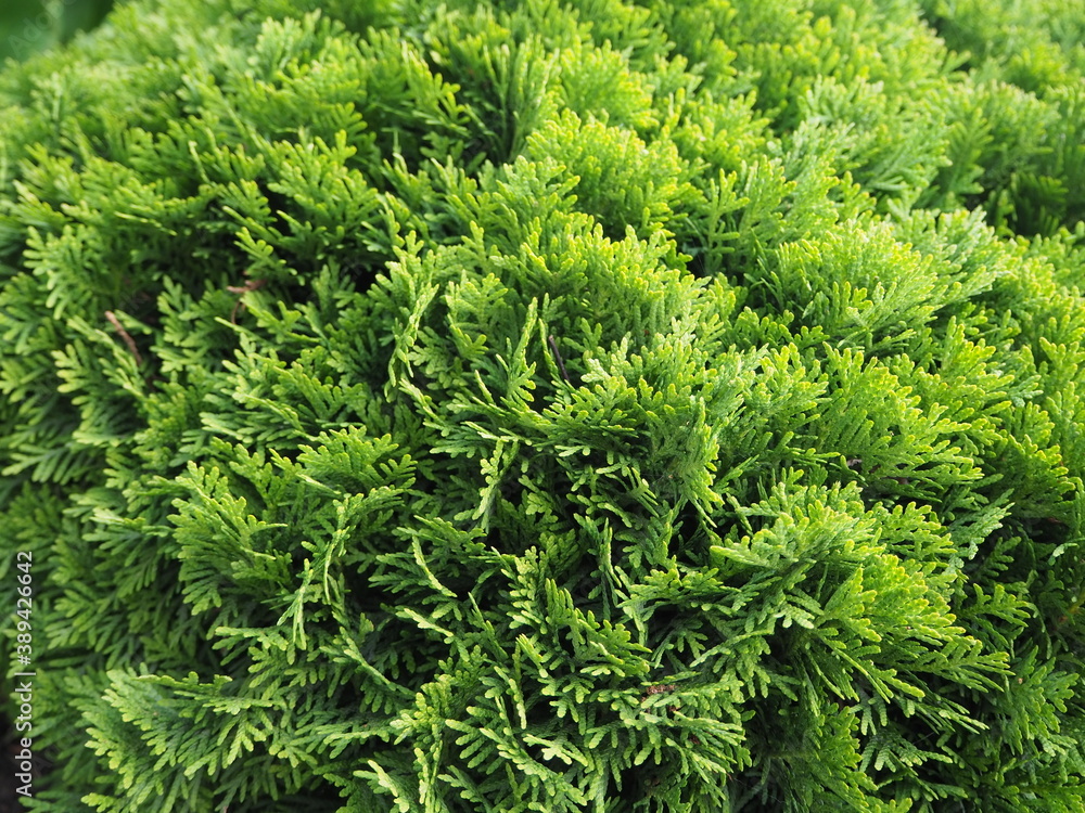 beautiful carved branches of green cypress а close-up