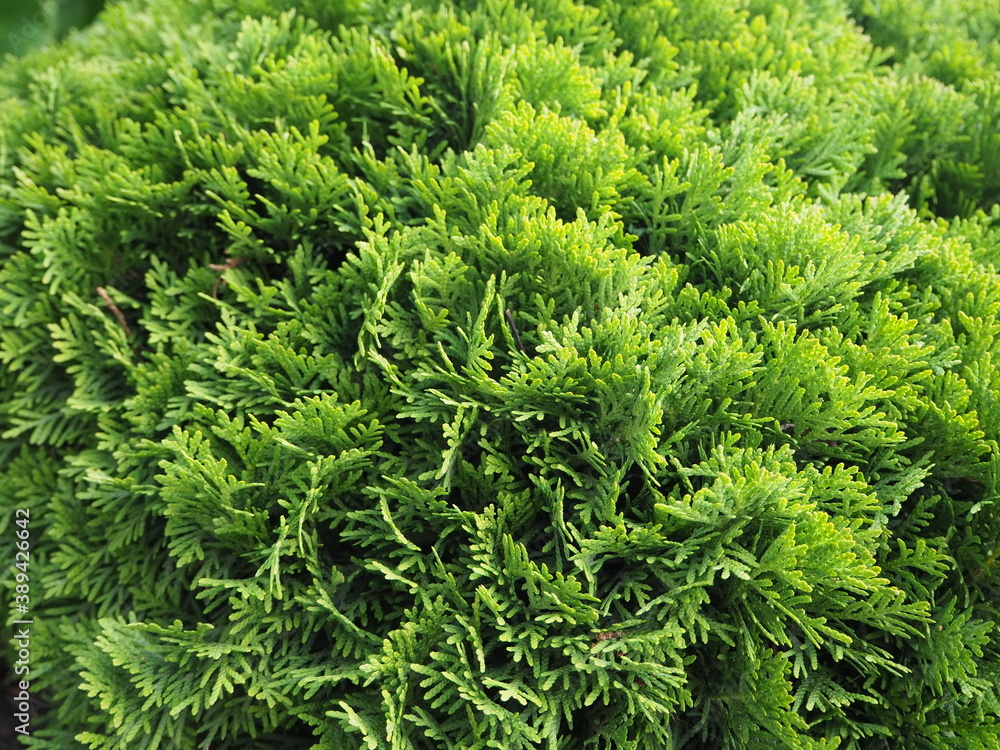 Fototapeta premium beautiful carved branches of green cypress а close-up