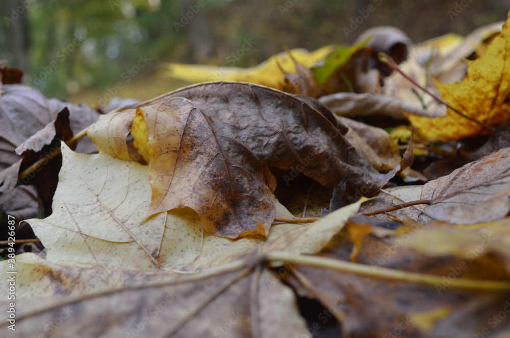 Fototapeta premium autumn leaves on a tree