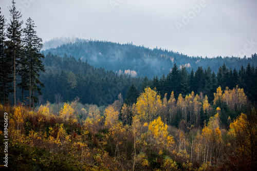 View on pine and other trees in forest in autumn