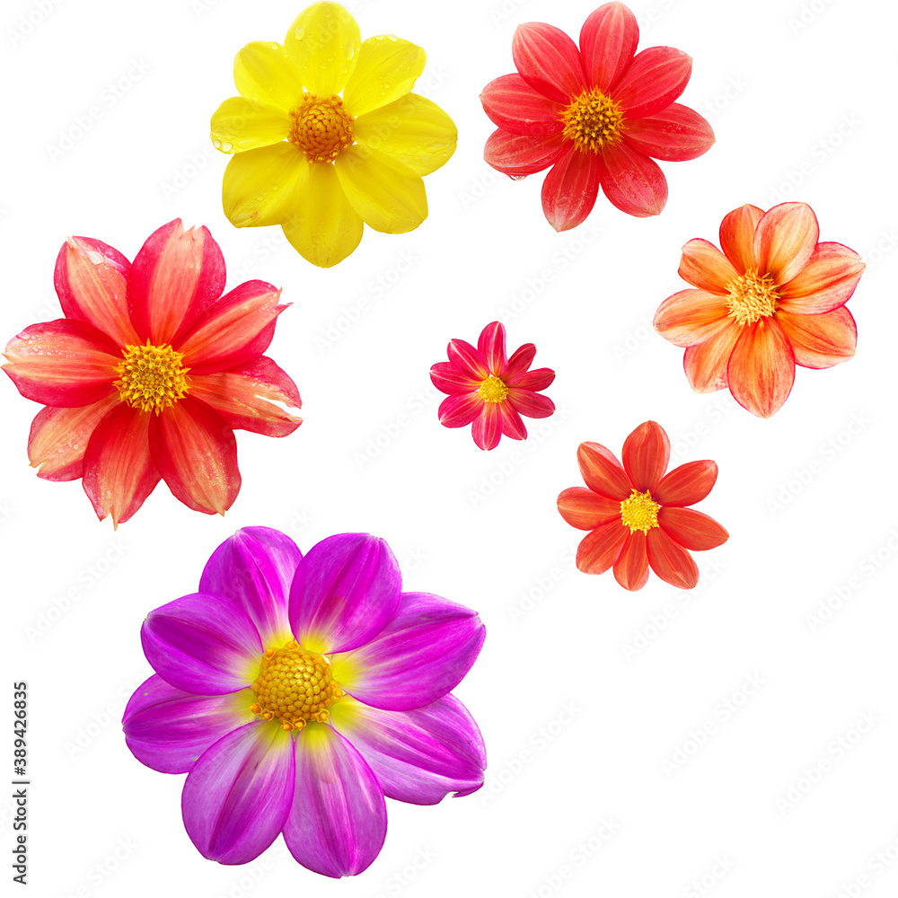 pattern with red, orange, yellow and purple flower heads isolated on white background pattern with red, orange, yellow and purple flower heads isolated on white background