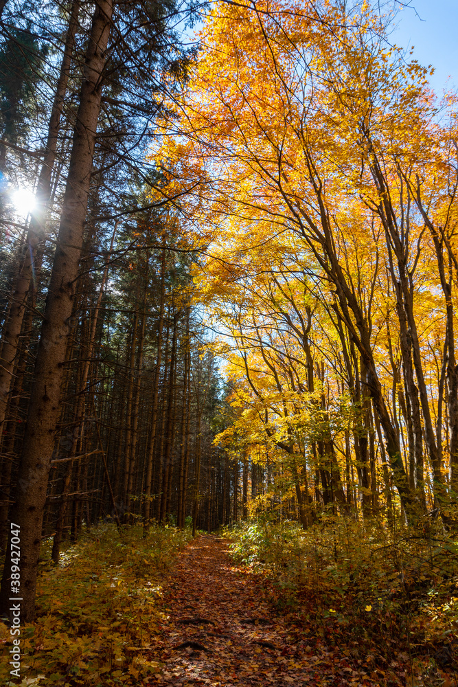Fototapeta premium The sunbeam penetrate the wall of autumn leaf