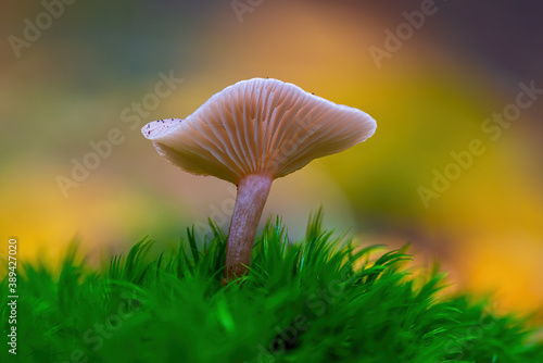 a tasty fungus in multi colored autumn forest