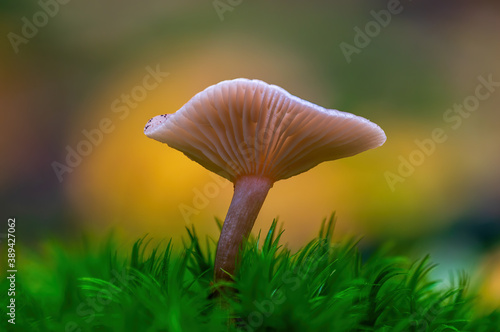 a tasty fungus in multi colored autumn forest
