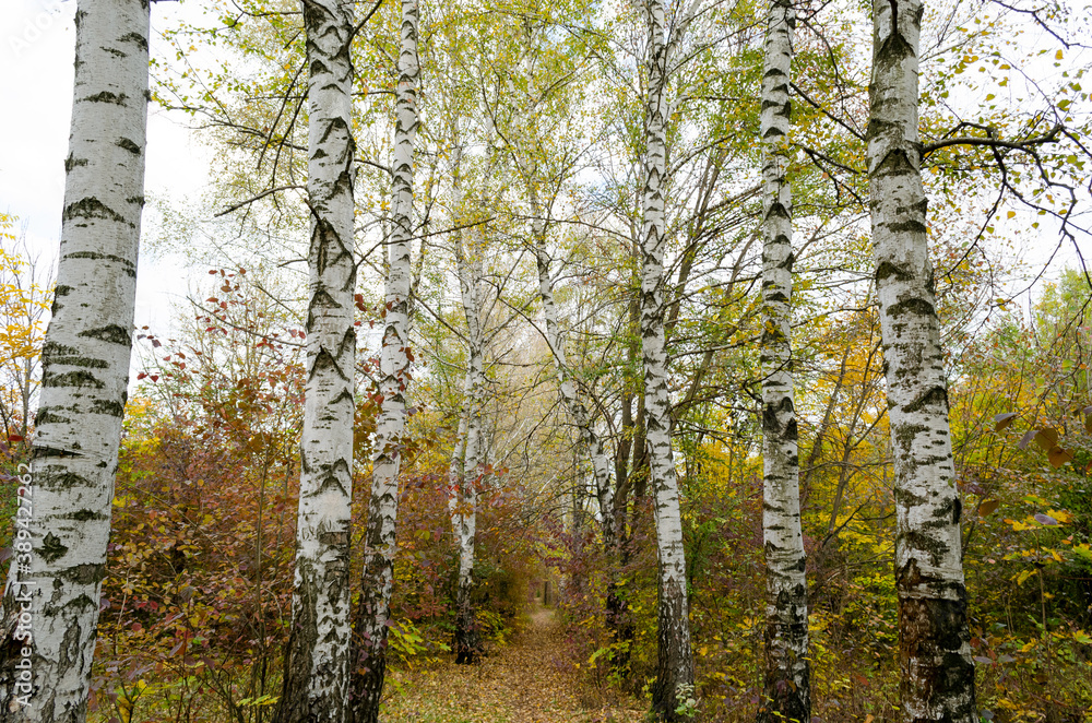 Obraz premium trees in the forest