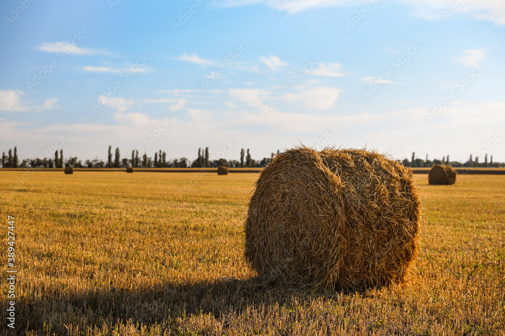 Round rolled hay bales in agricultural field on sunny day Round rolled hay bales in agricultural field on sunny day