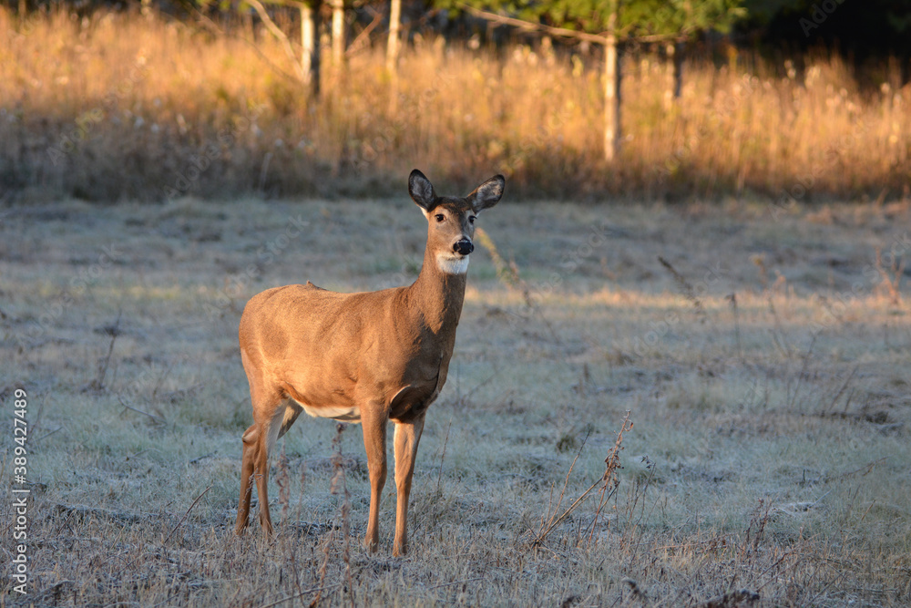 Obraz premium White Tailed Deer doe in frost covered autumn field