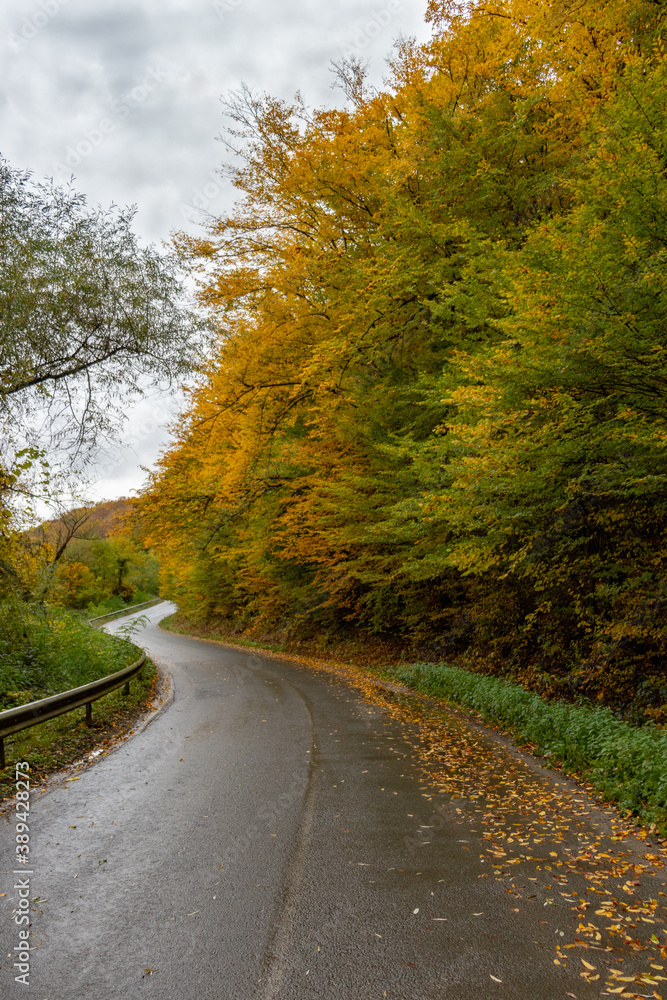 road in autumn forest road in autumn forest