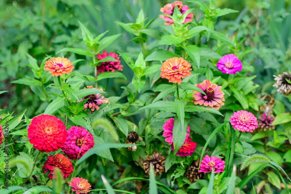 Close up of many beautiful large pink magenta zinnia flowers in full bloom on blurred green background, photographed with soft focus in a garden in a sunny summer day. Close up of many beautiful large pink magenta zinnia flowers in full bloom on blurred green background, photographed with soft focus in a garden in a sunny summer day.
