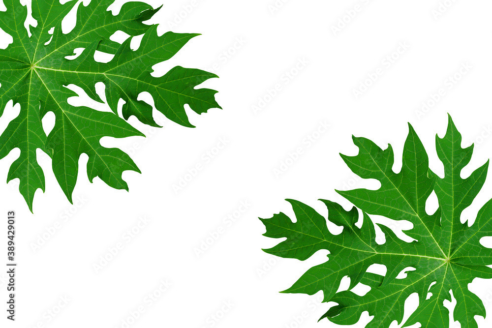 the green papaya leaf on white background the green papaya leaf on white background