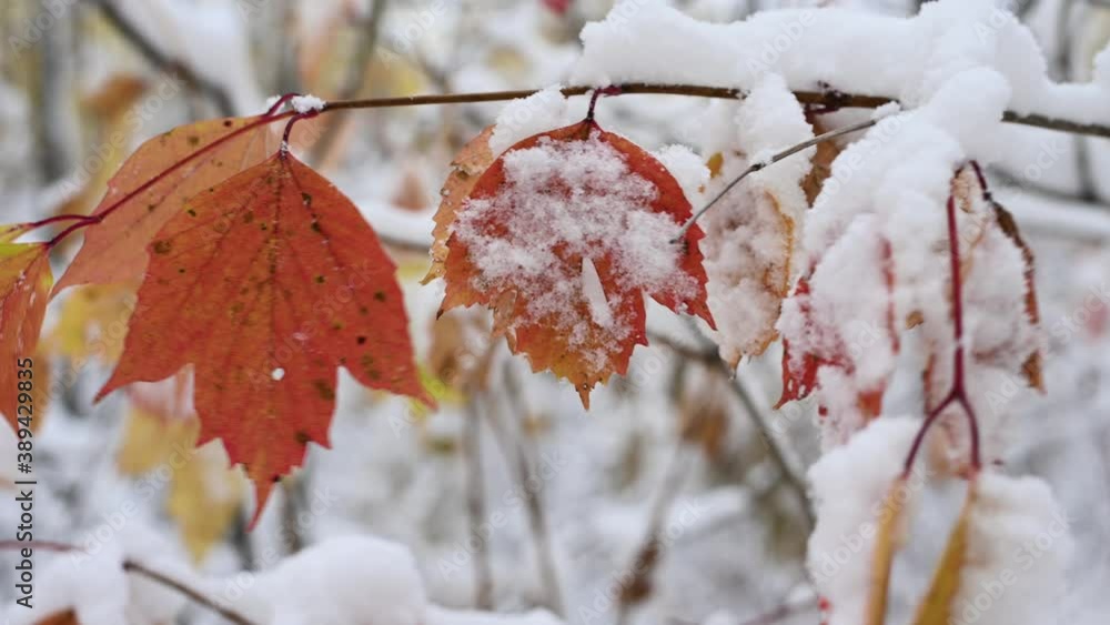 Closeup video of a small group of orange colored leaves partly covered by snow. The leaves are decaying and are moving strong in the wind.
Closeup video of a small group of orange colored leaves partly covered by snow. The leaves are decaying and are moving strong in the wind.