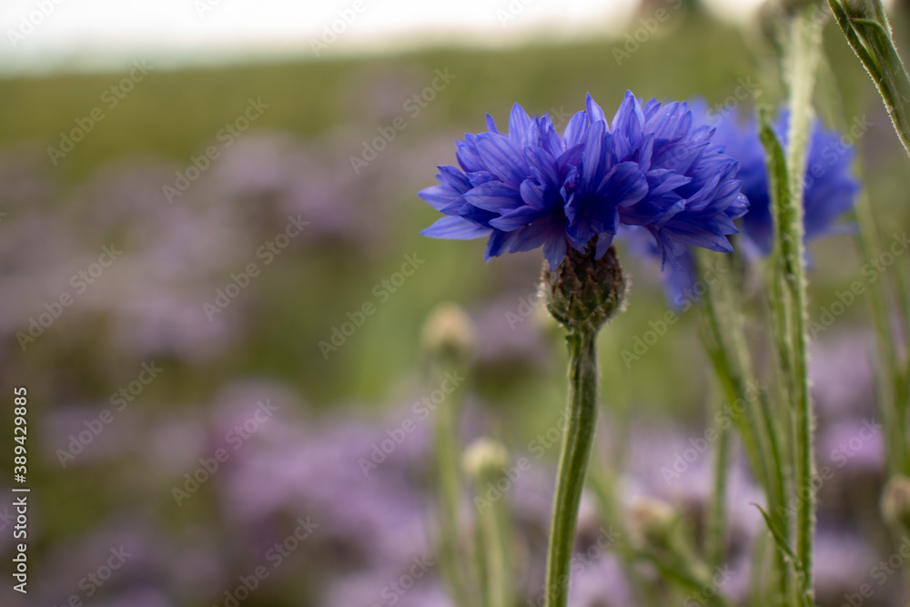 Kornblume Kornblume