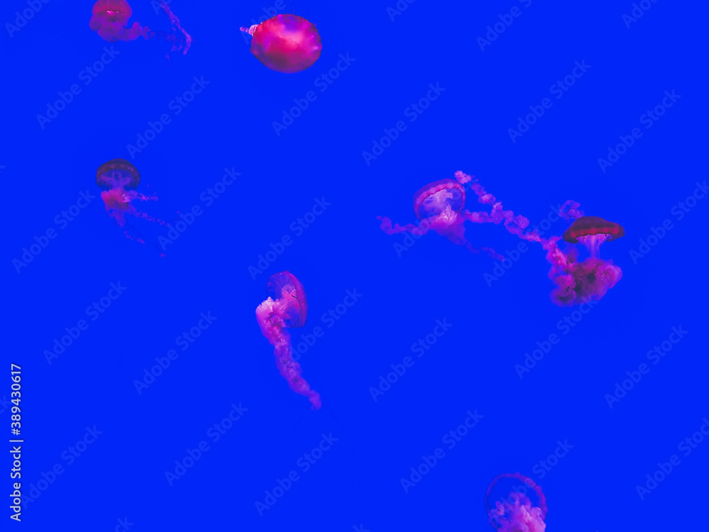 jelly fish in aquarium